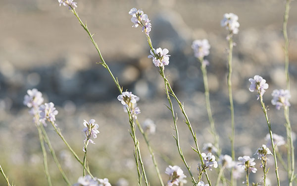 Les bienfaits des plantes de la mer Morte plantes-mer-morte-bienfaits
